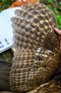 Münsterland, North Rhine-Westphalia, Germany, wings of a tawny owl (Strix aluco) during age