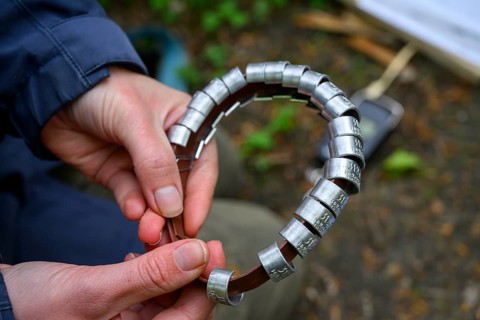 Münsterland, North Rhine-Westphalia, Germany, Female hands holding a collection of bird rings,