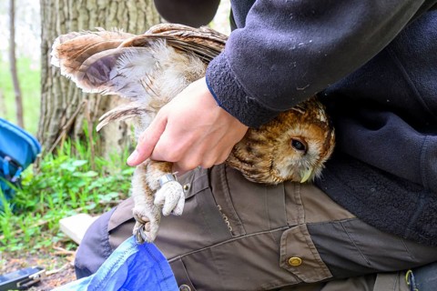 Münsterland, North Rhine-Westphalia, Germany, A person gently holds a tawny owl (Strix aluco)