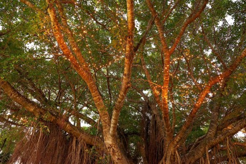 Evening view of a large fig tree with light chains in Cairns, Queensland, Australia