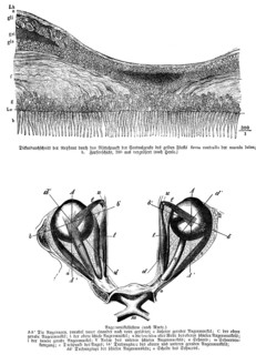 Average thickness of the retina through the center of the central pit of the yellow spot, fovea