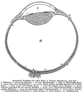 Horizontal cross section of right eye, conjunctiva, iris, lens, corpus ciliare, retina, zonula