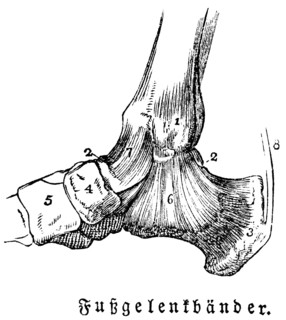 Tendons of the ankles, man, body part, limbs, science, medicine, anatomy, detail, tendons, bones,