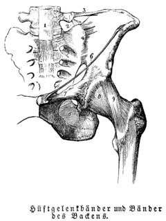 Tendons of the hip joint and pelvis, man, body part, limbs, science, medicine, anatomy, detail,