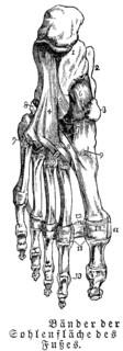 Sole of foot, bones, tendons, human body part, limbs, science, medicine, anatomy, detail, joints,