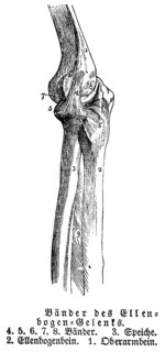 Elbow joint, tendons, human, body part, limbs, science, medicine, anatomy, detail, bones, joints,