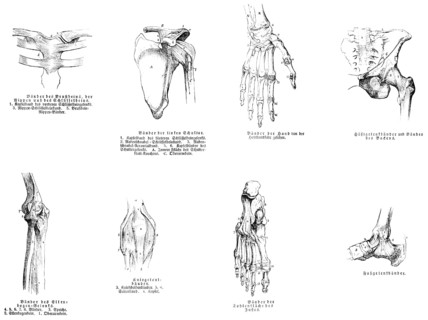 Sternum, shoulder, hand, pelvis, elbow, knee joint, foot, human, body part, limbs, science,