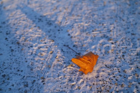 Fallen wilted leaf, autumn leaf, autumn leaves, glows in golden evening light, lying on