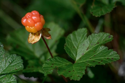 Los, Gävleborgs län, Sweden, close-up of a cloudberry (Rubus chamaemorus) fruit with green leaves