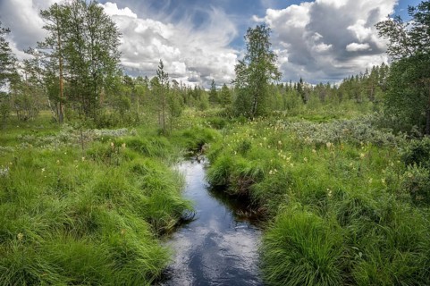 A small stream flows through a green landscape under cloudy sky, Hamra National Park, Hamra,