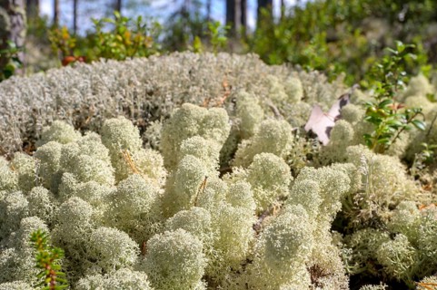Close-up of light-coloured, textured reindeer lichen (Cladonia spec.) on forest floor, Hamra