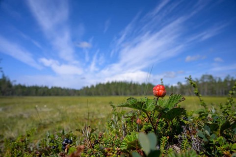 A cloudberry (Rubus chamaemorus) on a green bog under a blue sky, Hamra National Park, Hamra,