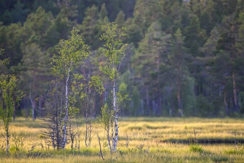 Los, Gävleborgs län, Sweden, Light-flooded meadow with young birch trees (Betula spec.) in front of