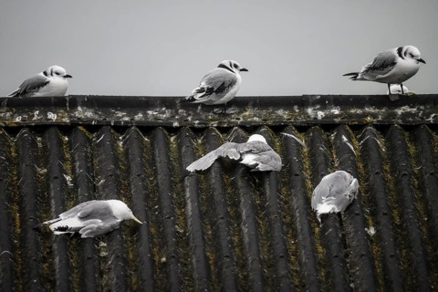 Seagulls sitting on a wavy roof under a grey sky, three dead kittiwakes (Rissa tridactyla) dead