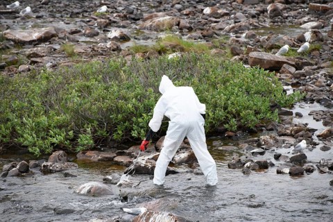 Person in a protective suit, protective mask and goggles collects a dead kittiwake (Rissa