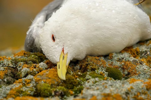 Close-up of a dead kittiwake (Rissa tridactyla) that died of avian influenza, on a rocky coastal