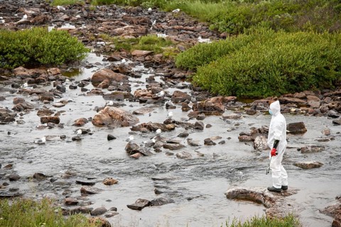 Person in a protective suit, protective mask and goggles looking for dead kittiwakes (Rissa