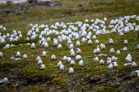 Kittiwakes (Rissa tridactyla) suffering from avian influenza, melancholic atmosphere, Ekeroya,