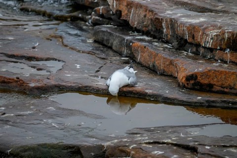 Close-up of a dead kittiwake (Rissa tridactyla) that died of avian influenza, on a rocky coastal