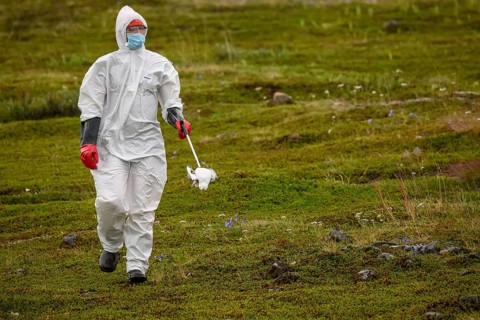 Person in a protective suit, protective mask and goggles holding a dead kittiwake (Rissa