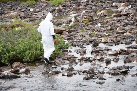 Person in a protective suit, protective mask and goggles looking for dead kittiwakes (Rissa