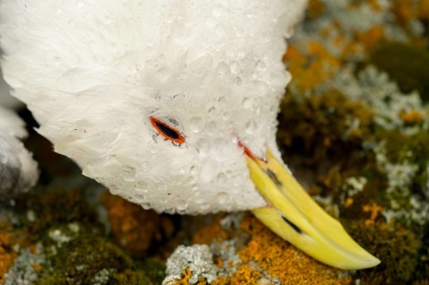 Portrait of a dead kittiwake (Rissa tridactyla) that died of avian influenza, on a stony coastal
