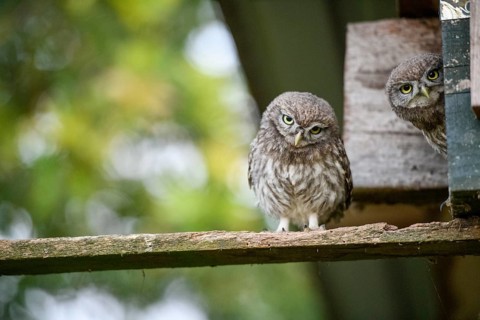 Two young little owls (Athene noctua) sitting on a wooden board in a natural environment and