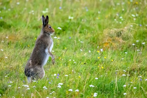 A mountain hare (Lepus timidus) in summer fur on a flowering meadow surrounded by green vegetation,