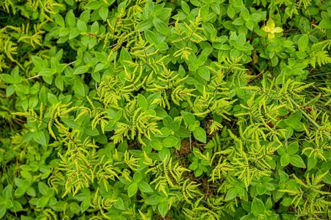 Leaves of Swedish cornel (Cornus suecica) with some green fern shoots form a lively pattern,