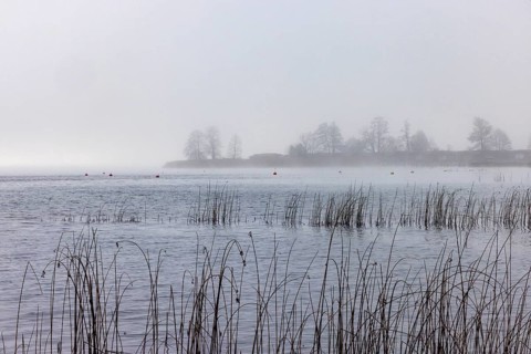 Foggy autumn atmosphere at the lake with reeds in the foreground, Mondsee, Salzkammergut, Upper