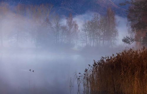 Evening in the reed belt with clouds of fog on Mondsee, inversion weather, Mondseeland,