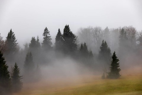 Nebelschwaden im Wald, Mondseeland, Salzkammergut, Upper Austria, Austria