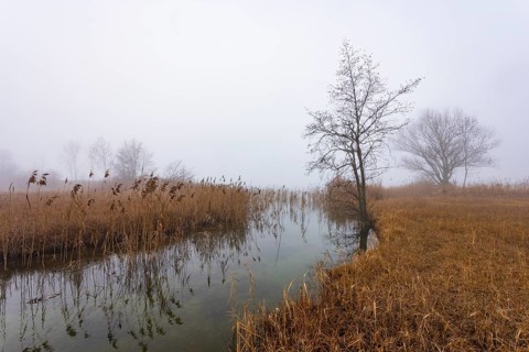 Foggy autumn atmosphere at the lake with reeds and trees, Irrsee, Salzkammergut, Upper Austria,