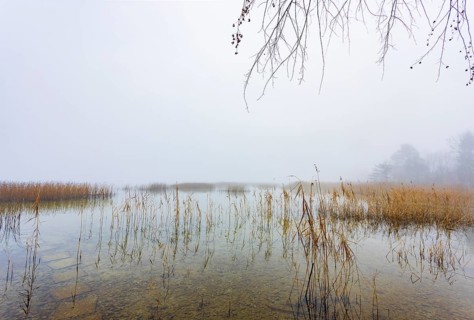 Autumn morning fog on the reed belt on the shores of Lake Mondsee, Salzkammergut, Upper Austria,