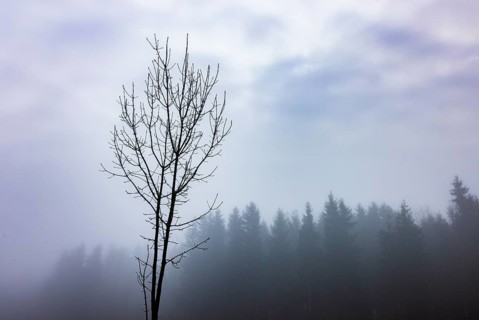 Bare tree in autumn morning fog, Mondsee, Salzkammergut, Upper Austria, Austria