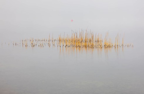 Calm autumnal fog on the lake with reeds in the foreground, Mondsee, Salzkammergut, Upper Austria,