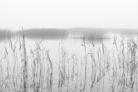 Monochrome, autumnal morning fog on the reed belt on the shores of Lake Mondsee, Salzkammergut,