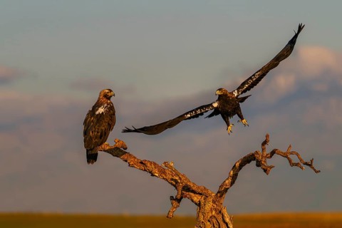 Spanish imperial eagle (Aquila adalberti) with the background of Gredos and the snowy peak of