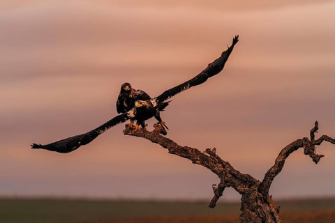 Spanish imperial eagle (Aquila adalberti) Castilla-La Mancha, Spain