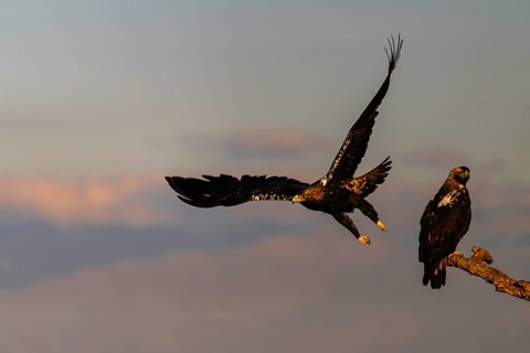 Spanish imperial eagle (Aquila adalberti) with the background of Gredos, Castilla-La Mancha, Spain