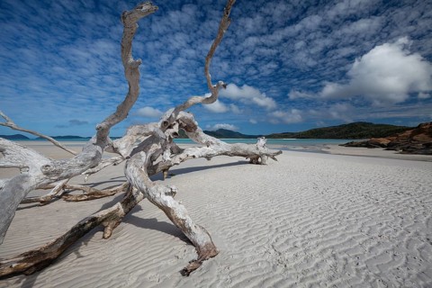 Sunny day at Whitehaven Beach with an old bare tree on the sand, Whitsunday Island, Queensland,