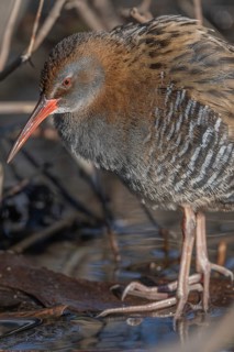 Water Rail (Rallus aquaticus) sits on branches in the swamp. It has grey feathers and stripes.