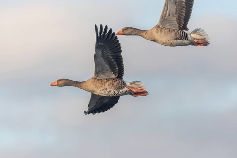 Greylag goose (Anser anser) moving in the clear sky. The wings are outstretched as they fly. The
