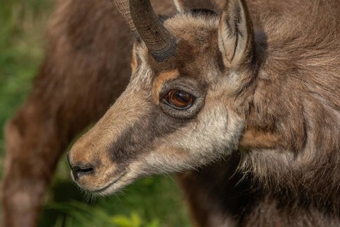 A chamois (Rupicapra rupicapra) with horns is walking around near the meadow. Its fur is brown and