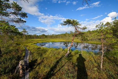 Moor lake surrounded by green vegetation under blue sky with clouds and a wooden path in the