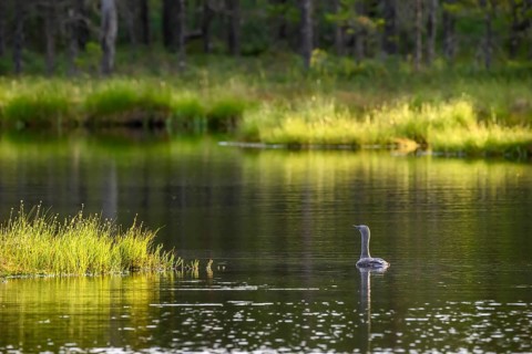 A red-throated diver (Gavia stellata), swimming alone on a lake surrounded by forest in the evening