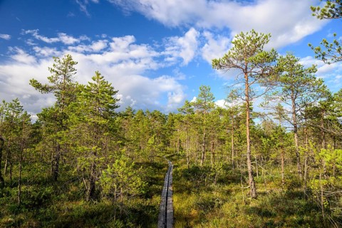 A wooden plank path leads through a natural moor, Hällefors, Örebro län, Sweden