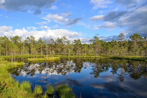 A clear moor lake with tree reflection under a cloudy sky, Hällefors, Örebro län, Sweden