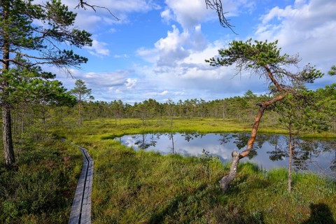 A forest with a calm moor lake and blue sky with clouds, Hällefors, Örebro län, Sweden