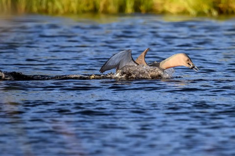 Red-throated diver (Gavia stellata), landing on a lake with outstretched wings, carrying a small